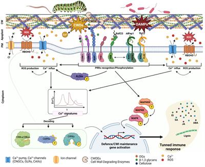 Unveiling the intricate mechanisms of plant defense